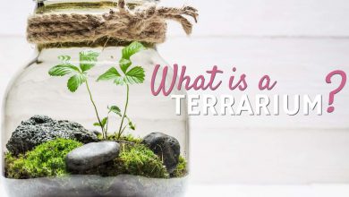 تراریوم یا باغ شیشه ای چیست و شرایط نگهداری آن چگونه است؟
