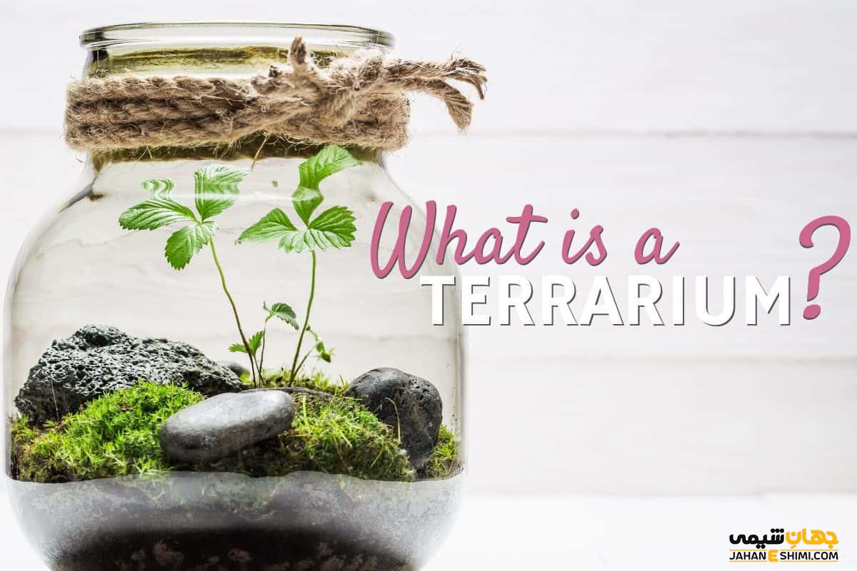 تراریوم یا باغ شیشه ای چیست و شرایط نگهداری آن چگونه است؟