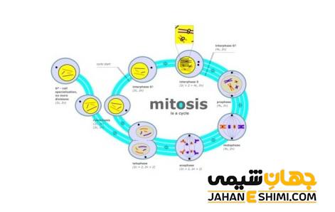 تقسیم سلولی میتوز در سلول های یوکاریوتی