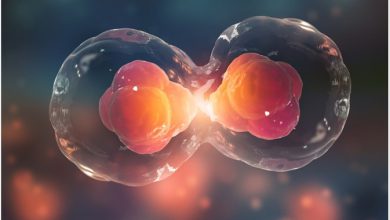 تقسیم سلولی چیست؟ - مراحل و انواع آن کدامند؟