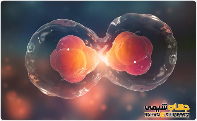 تقسیم سلولی چیست؟ - مراحل و انواع آن کدامند؟
