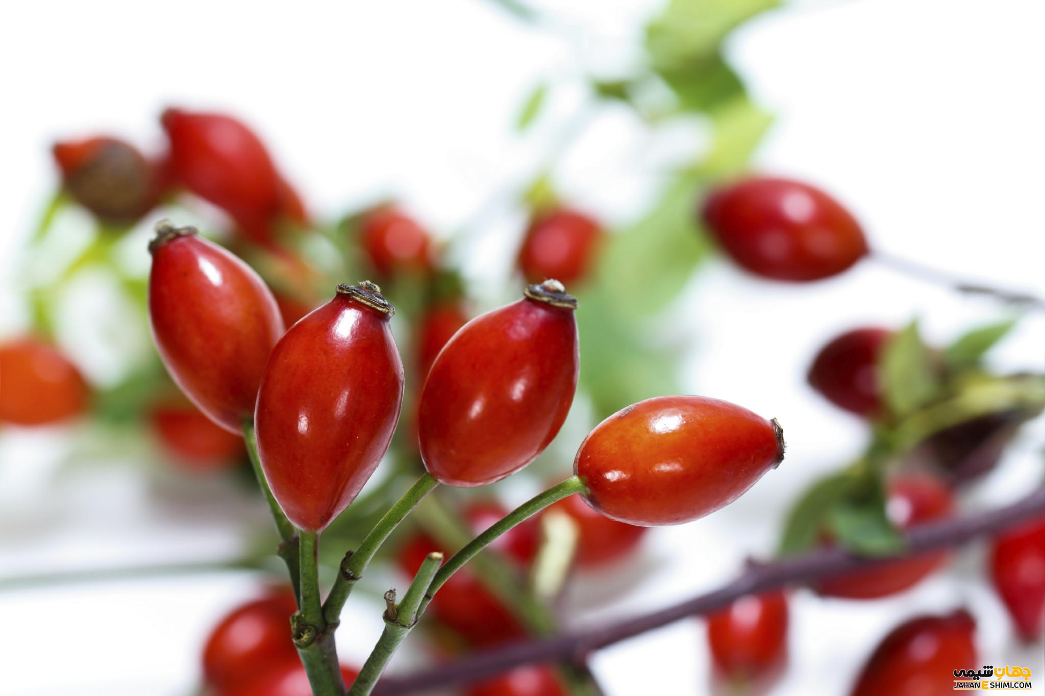 تهیه روغن میوه گل نسترن