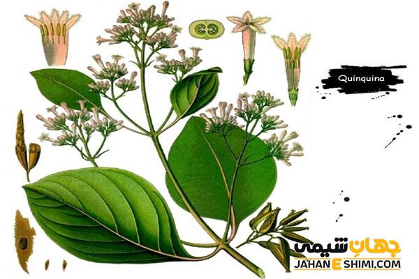 روغن گنه گنه