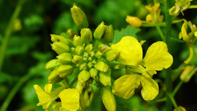 خواص و فواید روغن خردل چیست و چه کاربردهایی دارد ؟