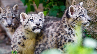 رشته دانشگاهی زیست شناسی جانوری - درآمد و بازار کار آن