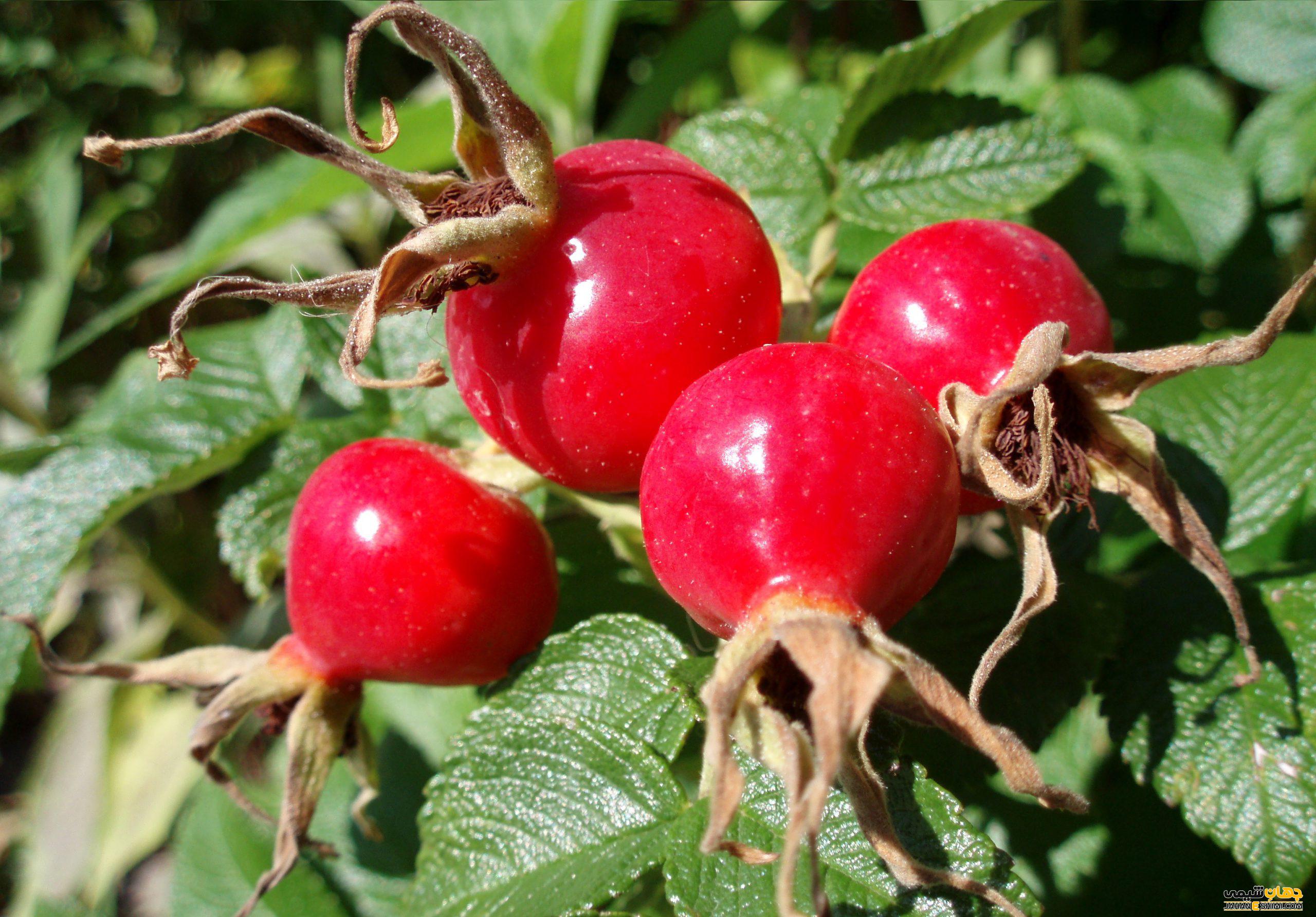 روش تهیه روغن میوه گل نسترن