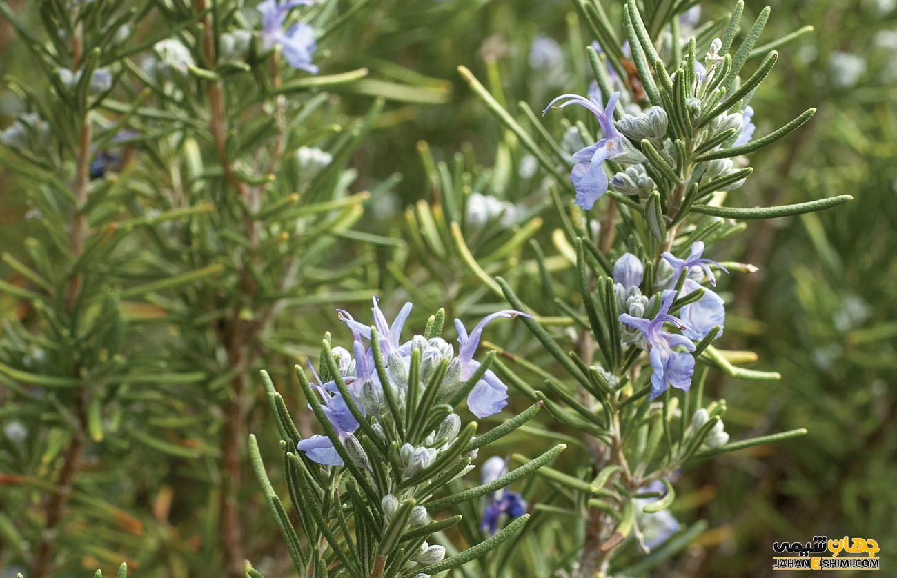 روغن رزماری چه عوارض جانبی دارد ؟