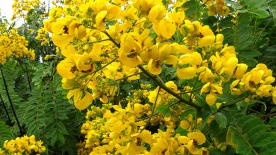 روغن سنا – فواید این روغن پر خاصیت و پرمصرف