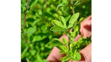 روغن مرزنجوش – فواید این روغن پرکاربرد و پرمصرف