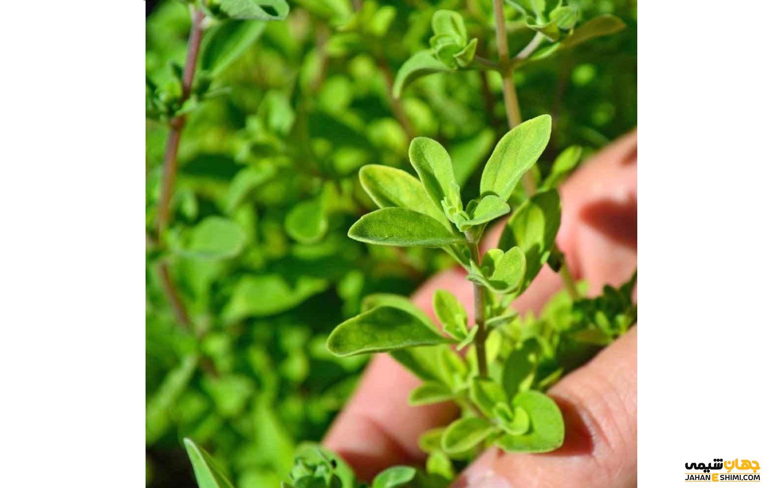 روغن مرزنجوش – فواید این روغن پرکاربرد و پرمصرف