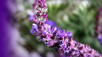 روغن مریم گلی – خواص ، فواید و کاربردهای فراوان آن