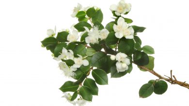 روغن مورد – روغنی با خواص و کاربرد های باور نکردنی