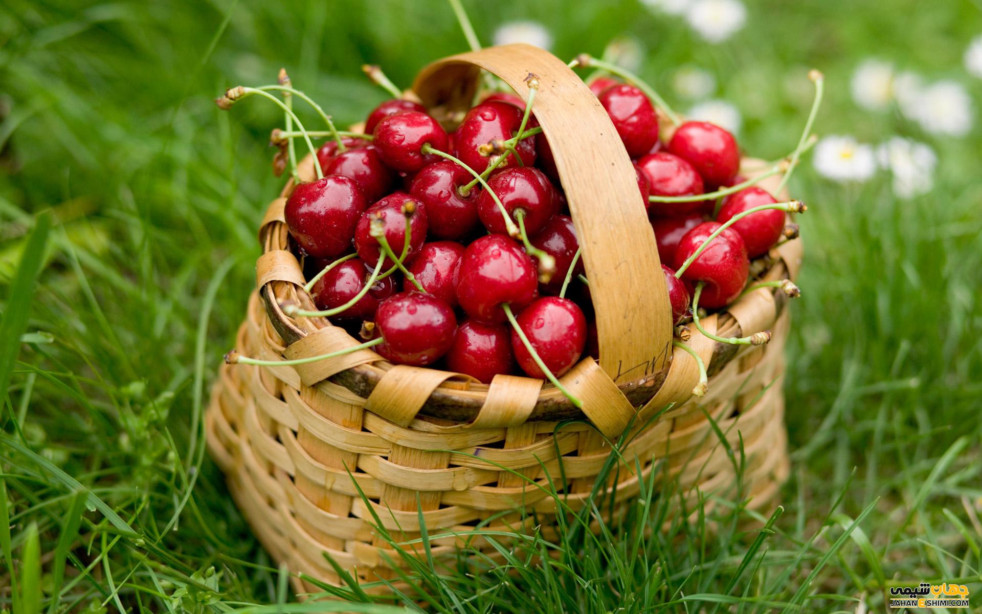 روغن هسته آلبالو و ویژگی های درمانی بی نظیر آن