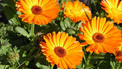 روغن کالاندولا چه خواصی دارد ؟ فواید بی نظیر آن کدام است ؟