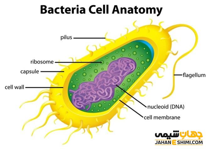 ساختار سلولی