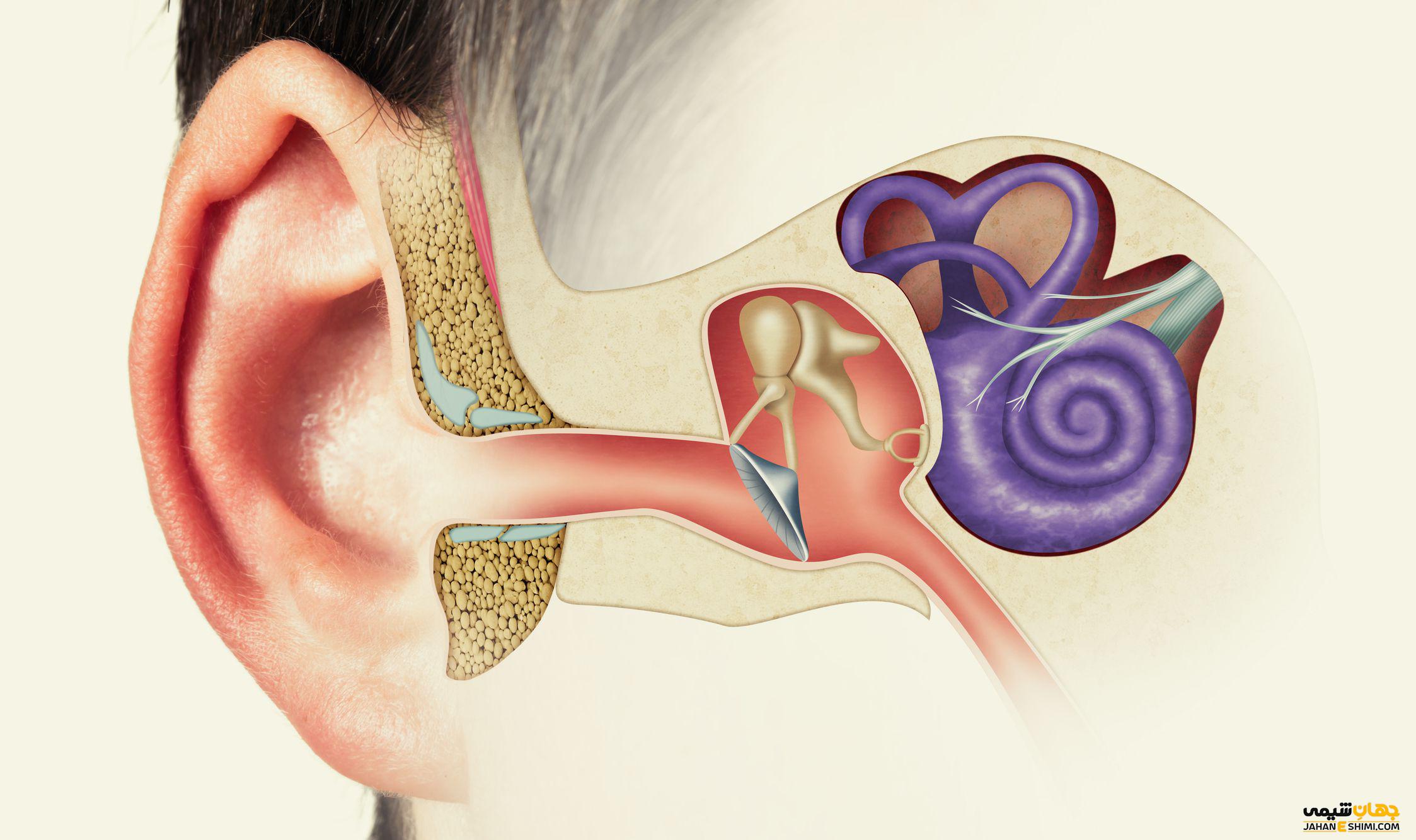 ساختار گوش انسان و بیماری هایی که شنوایی را مختل می کنند