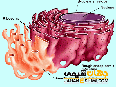 شبکه آندوپلاسمی