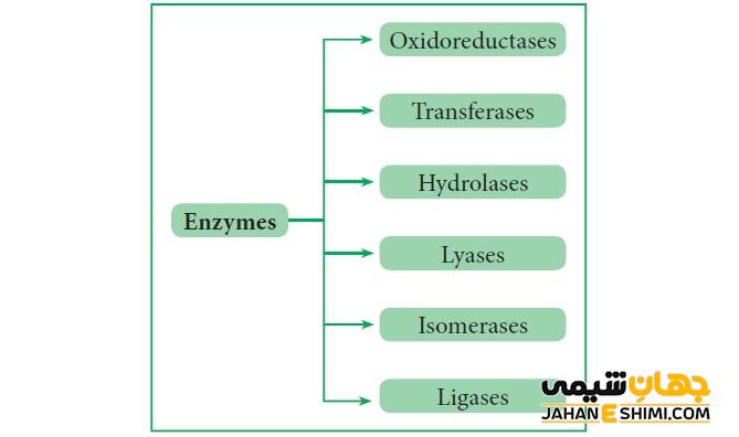 طبقه بندی آنزیم ها