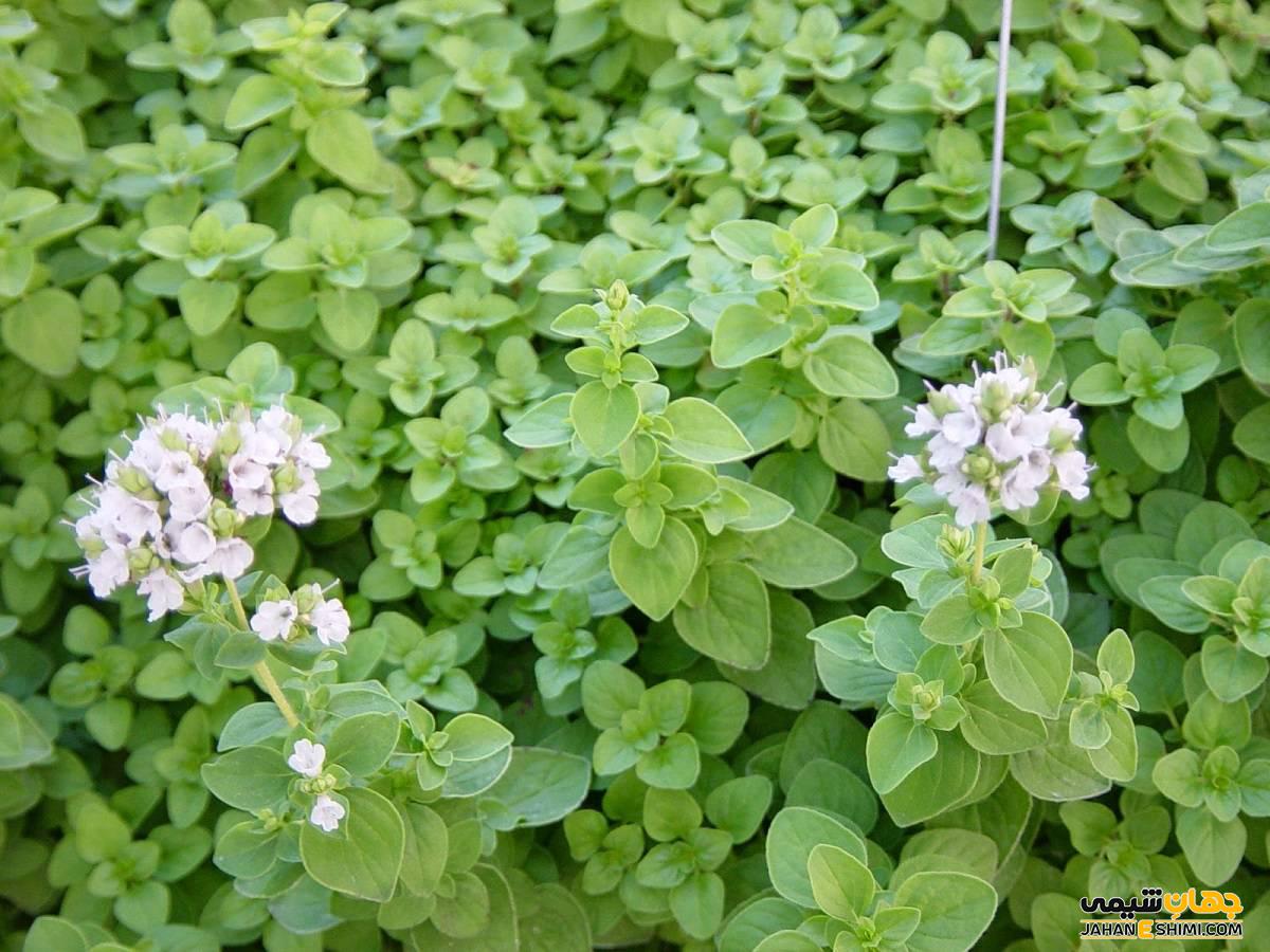 عوارض جانبی روغن مرزنجوش