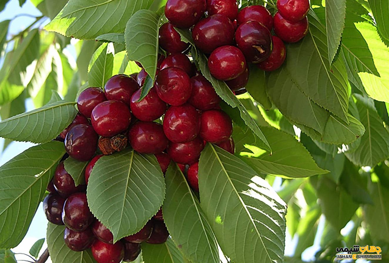 عوارض جانبی مصرف روغن هسته آلبالو