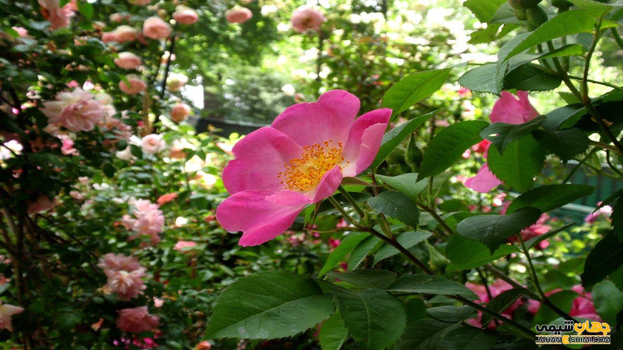 عوارض جانبی ناشی از مصرف روغن میوه گل نسترن