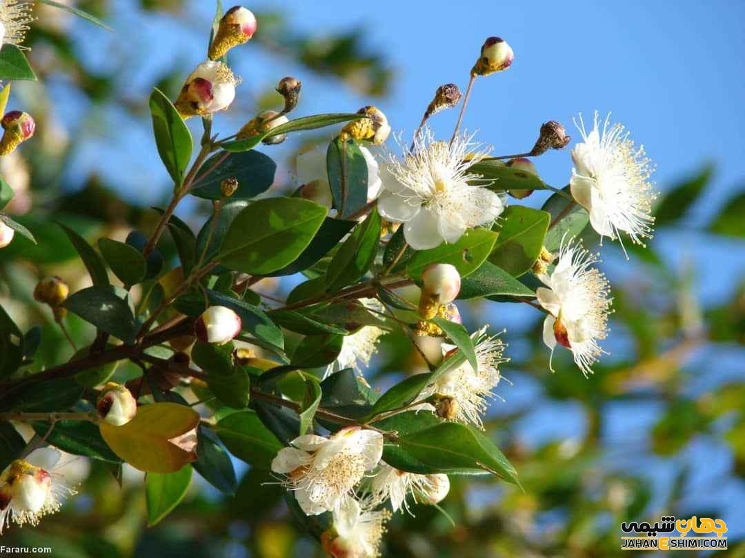 عوارض ناشی از مصرف روغن مورد