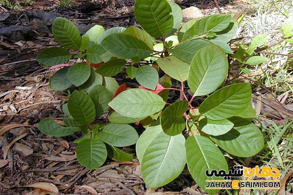 روغن گنه گنه