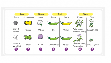 قانون مندل چیست؟ - آزمایشات و مطالعات مندل