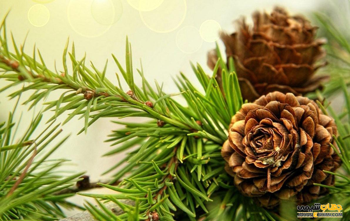 روغن گیاه کاج