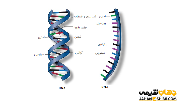 مولکول RNA چیست؟