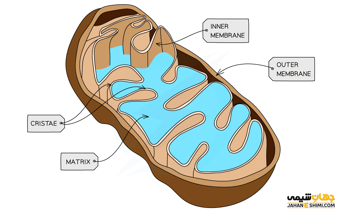 میتوکندری