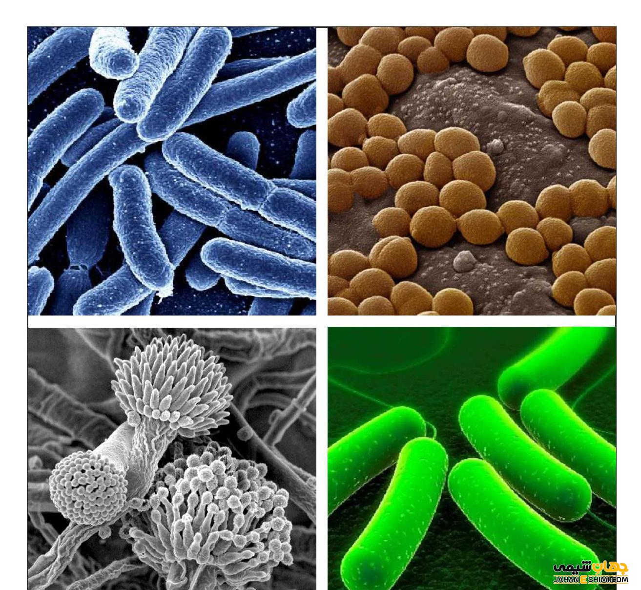 میکروب و انواع آن در یک نگاه کوتاه