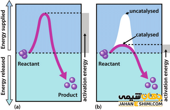 نحوه کاتالیز واکنش توسط آنزیمها