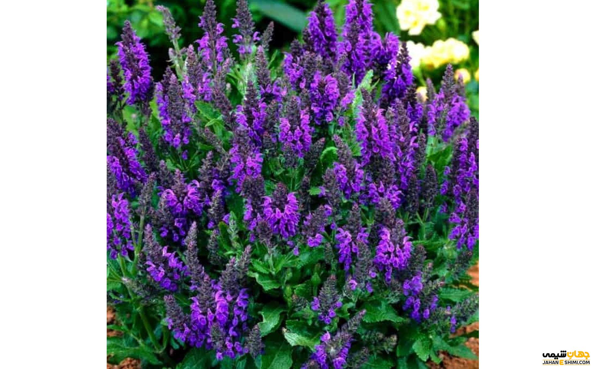 روش تهیه روغن مریم گلی
