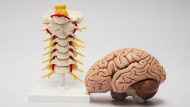 هر آنچه باید در رابطه با ساختار سیستم عصبی بدانید!