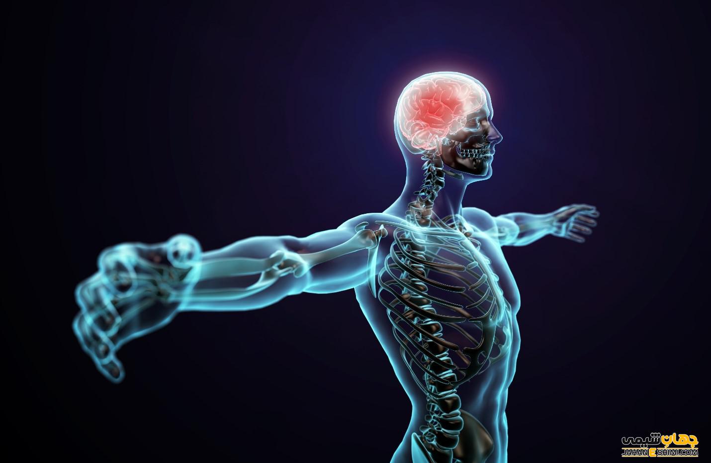 هر آنچه باید در رابطه با ساختار سیستم عصبی بدانید!