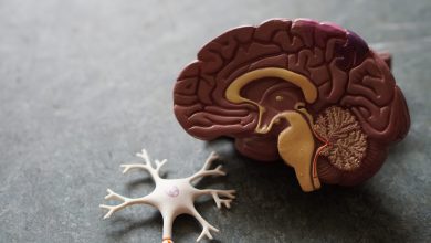 همه چیز در مورد بیماری آلزایمر و روش های پیشگیری از آن