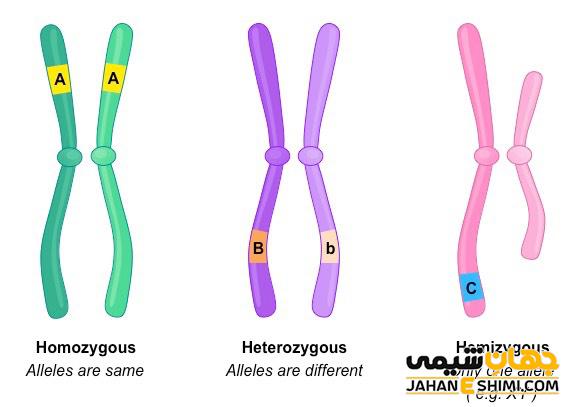 هموزیگوت (خالص) و هتروزیگوت (ناخالص)