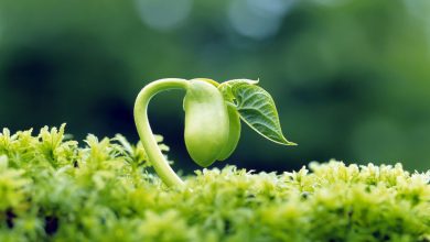 هورمون های گیاهی چیست؟ - انواع آن کدامند؟