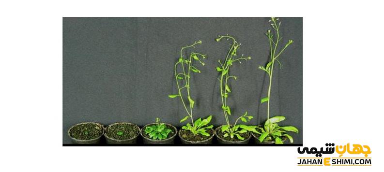 هورمون گیاهی جیبرلین چیست؟ - ساختار و اثرات آن بر گیاهان