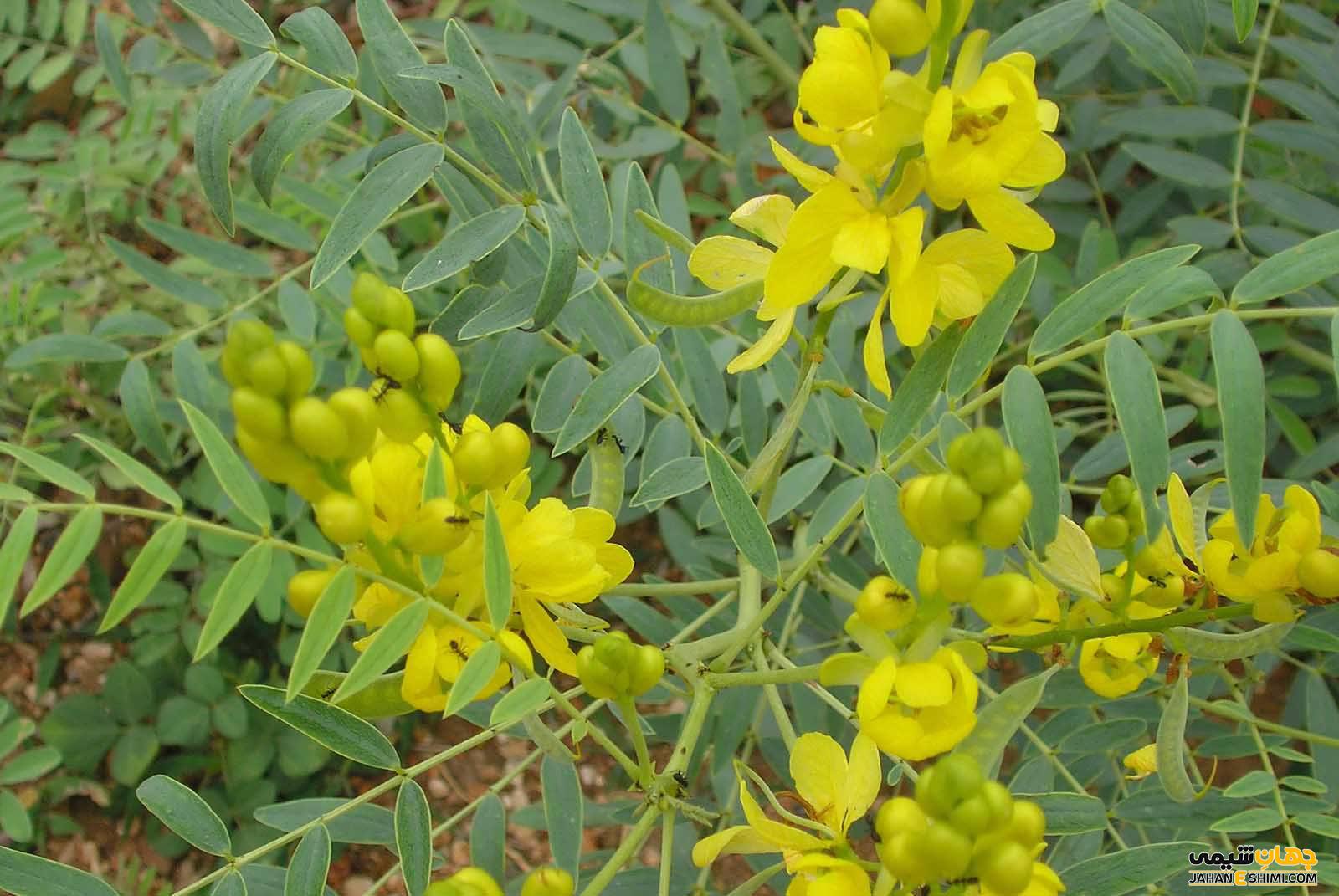پاکسازی روده