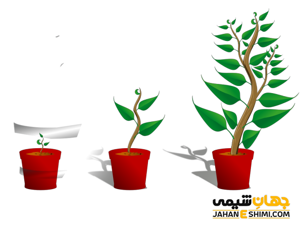 پیشگیری از چیرگی رأسی
