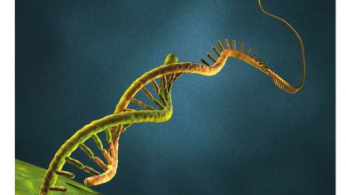 RNA چیست؟ انواع آن کدام است؟