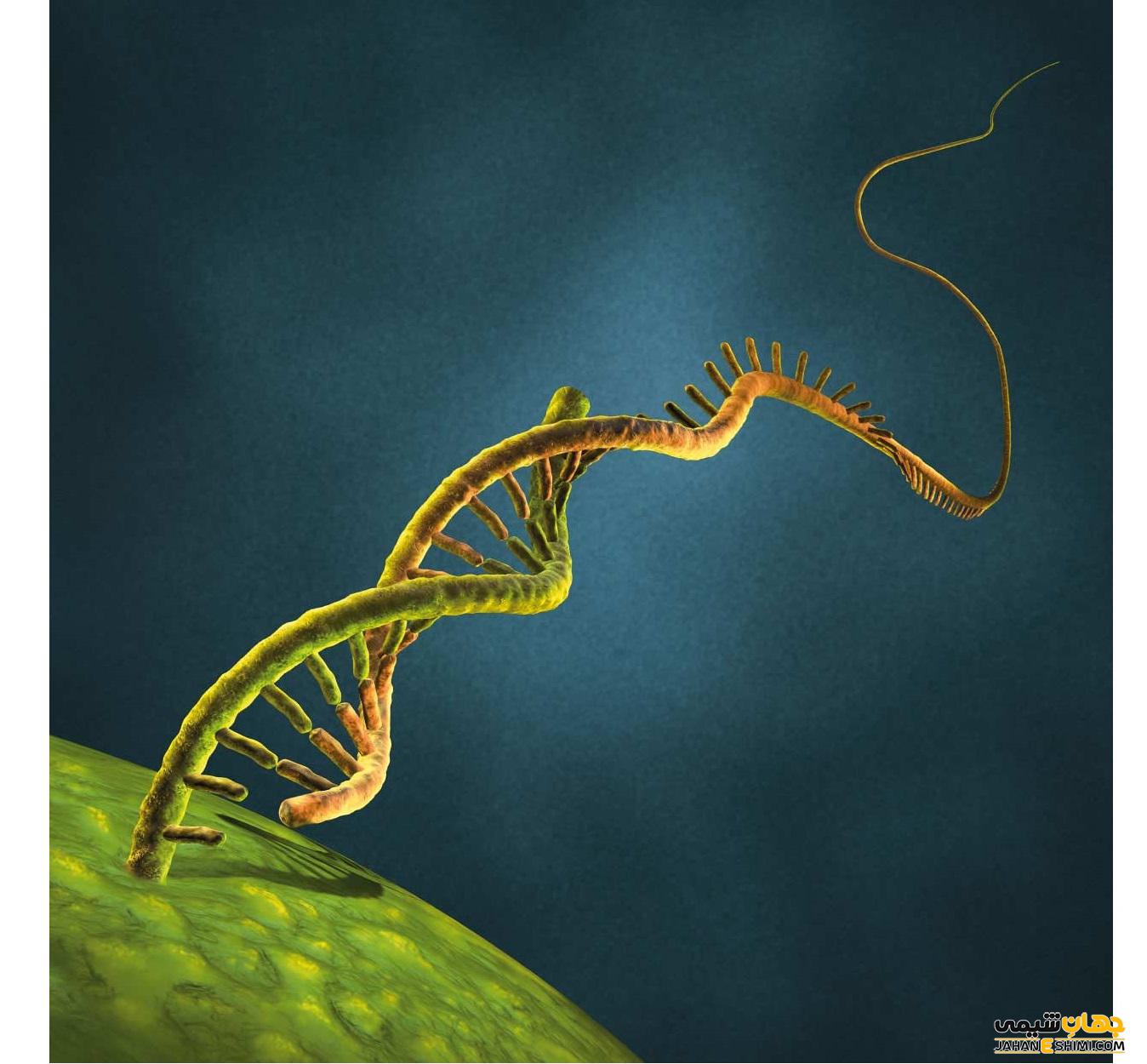 RNA چیست؟ انواع آن کدام است؟