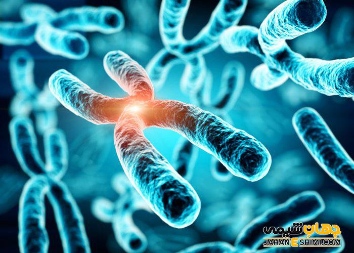 کروموزوم چیست؟ - ساختار و انواع آن کدامند؟