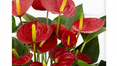 گیاه آنتوریوم ، پرورش و نگهداری و تکثیر آن