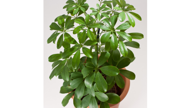 گیاه آپارتمانی شفلرا ، نگهداری، پرورش و تکثیر آن