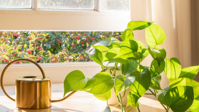 گیاه آپارتمانی پتوس ( پوتوس )- نگهداری و تکثیر و انواع آن