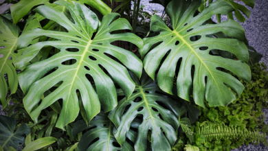 گیاه برگ انجیری و شرایط تکثیر، پرورش و نگهداری آن