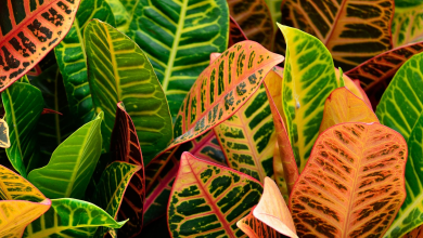 گیاه کروتون چیست ؟ نگهداری، پرورش و تکثیر آن چگونه است ؟